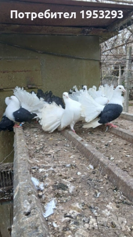 Фенерлий много красиви , снимка 4 - Гълъби - 54163174