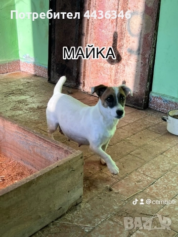 Продавам Джак Ръсел Териер, снимка 6 - Джак ръсел териер - 52775604