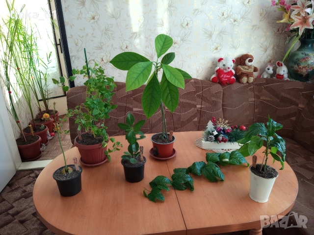 Стайни цветя , снимка 2 - Стайни растения - 50278681