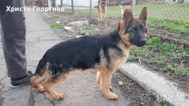 Развъдник”Georgiev Nouse”продава  чистокръвна немска овчарка женска на 6 месеца, снимка 4 - Немска овчарка - 51432181