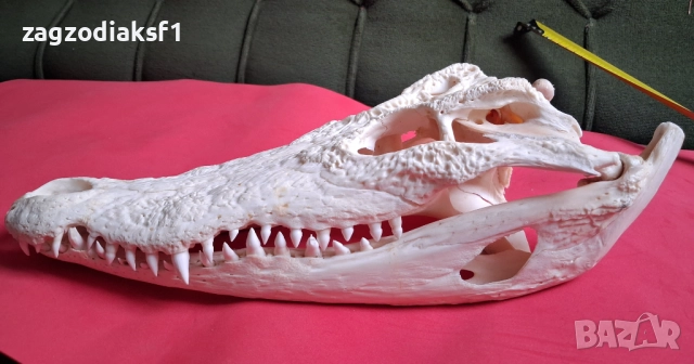 Челюст от Крокодил и Крокодилска кожа