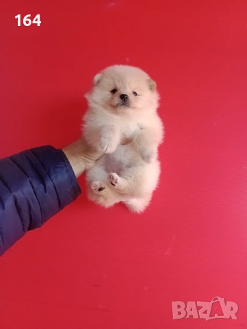 Померани. Мъжки и женски Померани. Реални снимки !, снимка 11 - Померан - 52930206