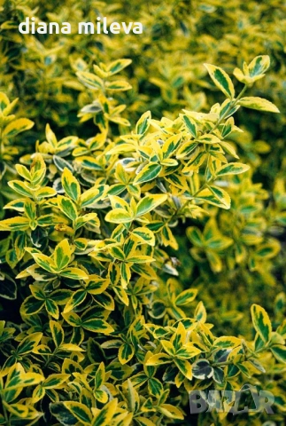 Евонимус Емералд Голд, Euonymus Emerald and Gold!!!, снимка 2 - Градински цветя и растения - 54317303