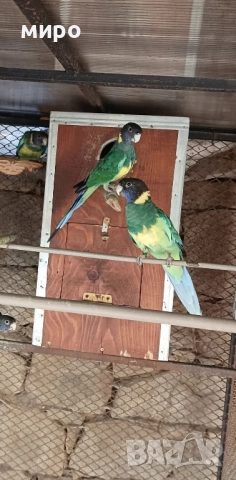 Двойка Бернардови розели ,млади птици !, снимка 8 - Папагали - 46686723