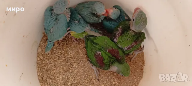 Бебета Малък Александър - ръчно хранени!, снимка 5 - Папагали - 50032602