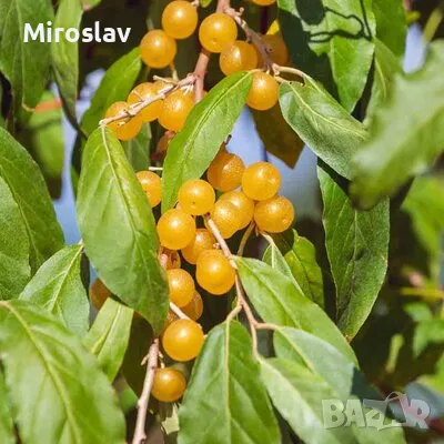 Есенна сладка Маслина (жълта), снимка 3 - Градински цветя и растения - 56151909