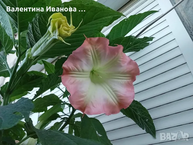комплект 2 бр ангелски тромпет , снимка 4 - Разсади - 56475111