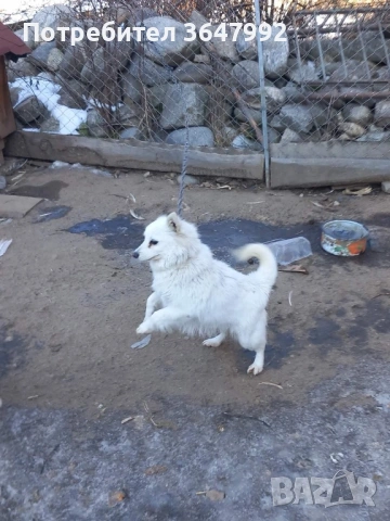 Немски шпиц среден , снимка 2 - Немски шпиц - 53149402