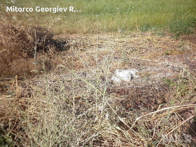 парцел 1461 квадратни метра 