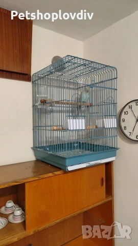 Лично предаване (или посочете град, ако е възможно)., снимка 4 - Папагали - 54099812