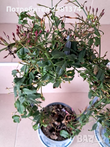 Жасмин(Ароматен-розов), снимка 2 - Стайни растения - 54063850