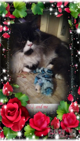  Ваксинирани персийски дългокосмести многоцветни принцове,с ЕС паспорт,микрочип домашни любимци!, снимка 11 - Други - 42172667