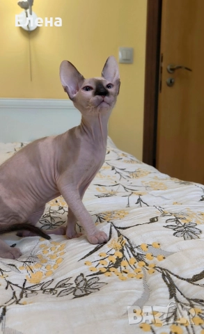 Донски Сфинкс със сине очи с родословие , снимка 3 - Сфинксове - 52226789