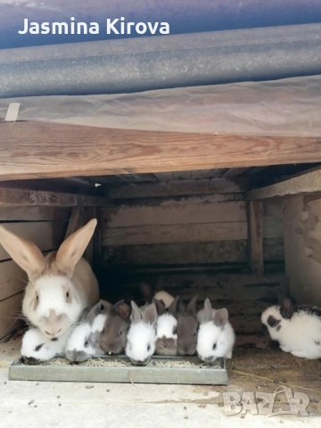 Зайчета на 1 месец!!! , снимка 3 - Други - 54238359