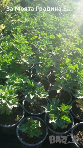 Йоща Плоден храст, снимка 3 - Градински цветя и растения - 49494216