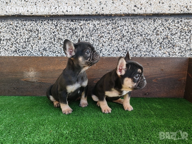 Френски булдог , снимка 10 - Френски булдог - 52372599