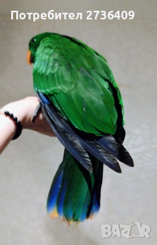 Папагал еклектус , снимка 8 - Папагали - 52723213