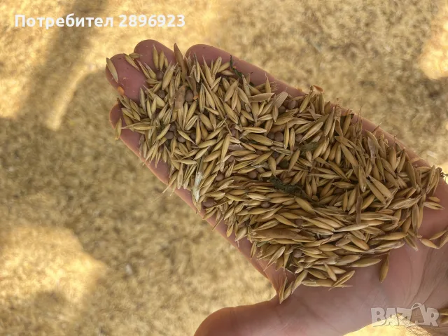 Овес с Фий - зърно, снимка 4 - За селскостопански - 55846403