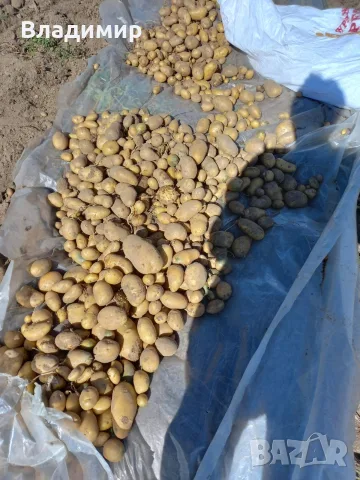 картофи Агрия Ардапел 