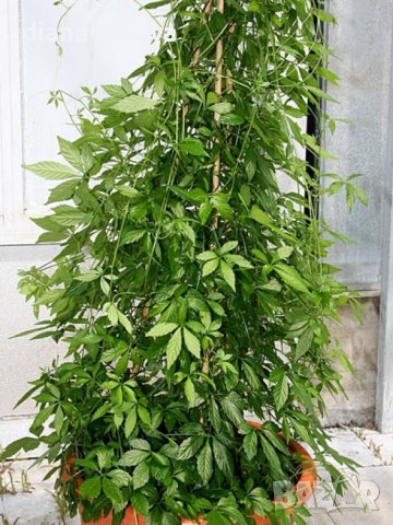  Гиностема петолистна, Джиаогулан,Gynostemma pentaphyllum , снимка 6 - Градински цветя и растения - 39828272