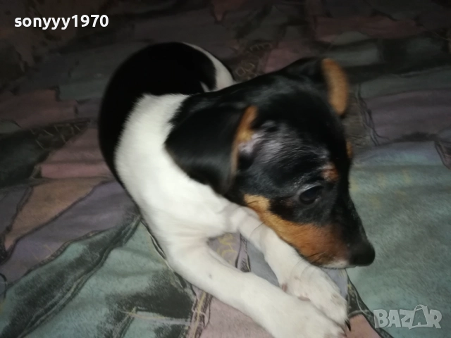 ВНУЧКА НА СНУПИ,ДЪЩЕРЯ НА ДЖАК ОТ ВИДИН 0412251506, снимка 3 - Джак ръсел териер - 52651296