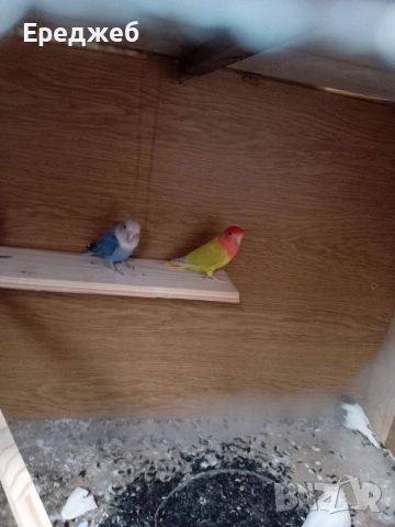 продавам папагали дъвата