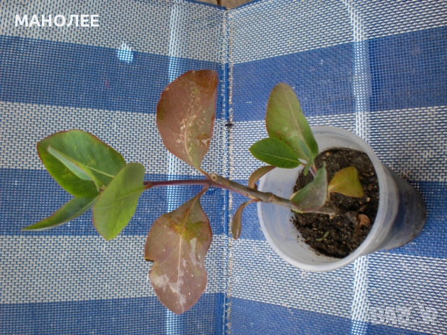 Лоницера  "Американа", снимка 3 - Градински цветя и растения - 52059471