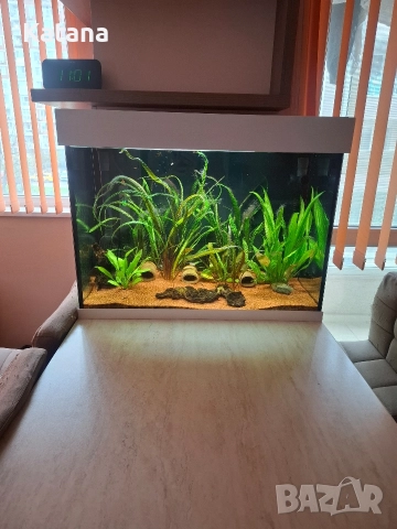 Аквариум аквариум