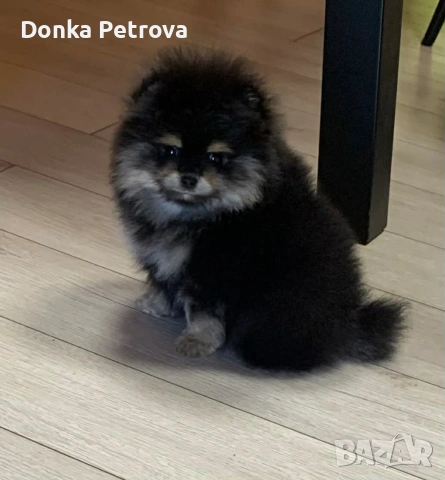 мини померан , снимка 3 - Померан - 54016803