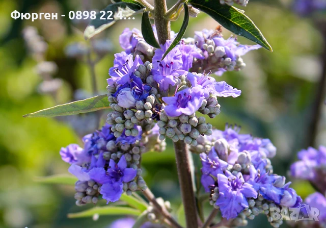 Дърво на целомъдрието (Vitex agnus castus) АВРАМОВО ДЪРВО, ВИТЕКС АГНУС КАСТУС, снимка 9 - Разсади - 46564154