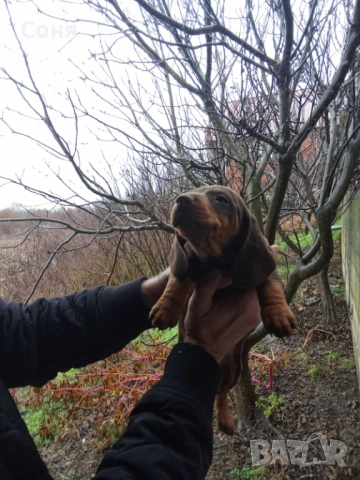 Дакели , снимка 6 - Дакели - 52281660