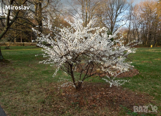 Японска вишна/(Фуджи череша), снимка 2 - Градински цветя и растения - 53890655