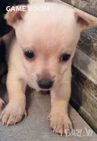 Женско кученце Чихупинчер пинчер пинчерче пинчери пинчерчета Чихуахуа Чиху чихо мини ⁶