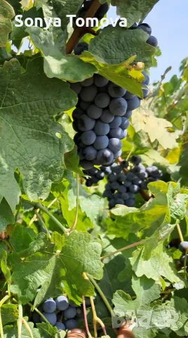 продавам червено грозде Каберне 