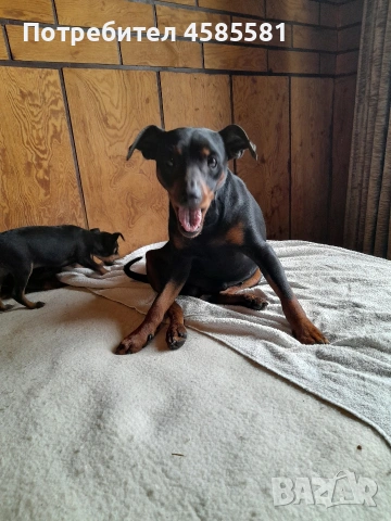 Сърнисти пинери, снимка 2 - Пинчер - 52995417