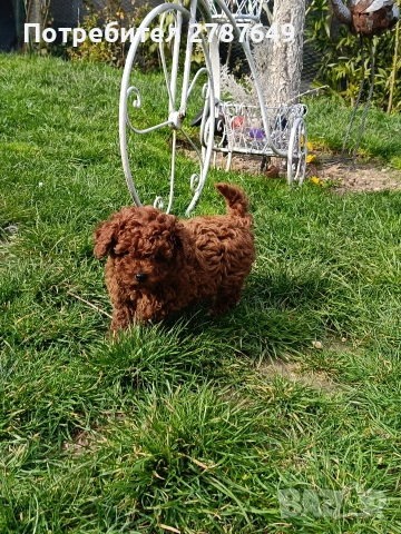 Той пудел момиче, снимка 3 - Пудели - 53988728