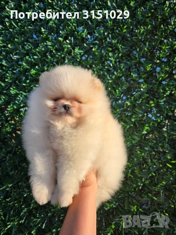 Померан мини шпиц, снимка 2 - Померан - 54204460