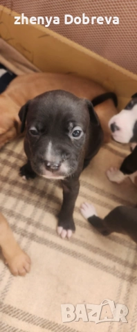 Американски питбул, снимка 4 - Питбул - 52500360