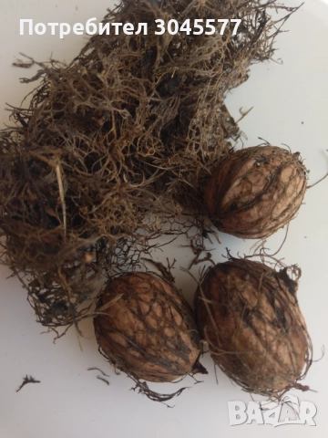 Преградки орехови 500 мл Черупки и друго от орех, снимка 5 - Други - 36318556