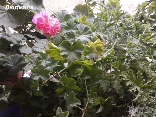 Мушкато,богато,последни бройки,над 10 бр.снимки от днес,цъфтят целог в сандъче                      , снимка 4 - Градински цветя и растения - 52723597