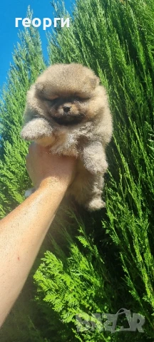 померанче, снимка 4 - Померан - 51188810