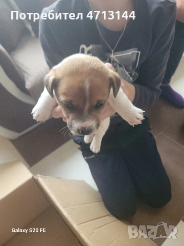 Джак Ръсел , снимка 9 - Джак ръсел териер - 53147122