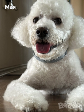 Търся женски пудел за разплод, снимка 4 - Пудели - 52965577