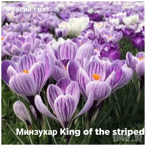 Луковици на  5 сорта минзухари