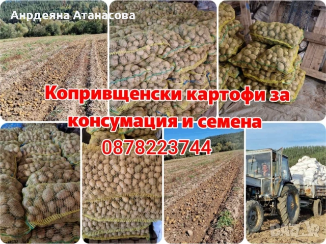 Копривщенски картофи, сортове: Джили, Сорая