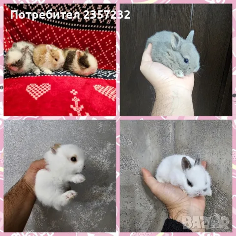 Мини зайци от мини ферма, снимка 7 - Декоративни зайчета - 26037003
