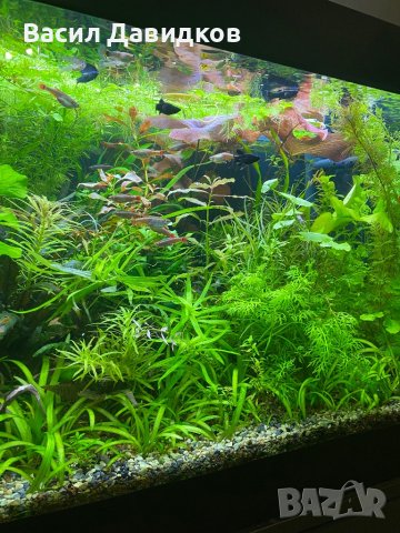 Живородни рибки , снимка 10 - Рибки - 44500989