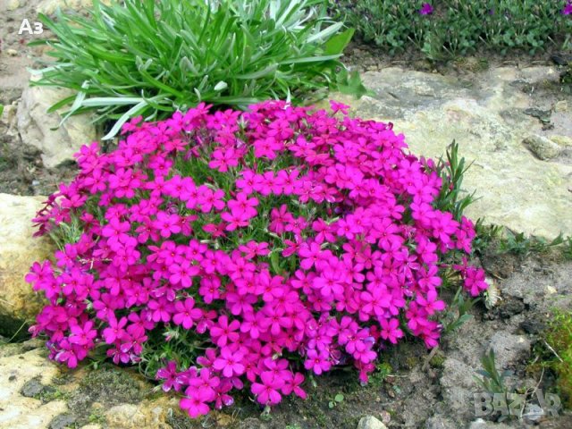 Продавам цветя Флокс за градината - разсад за пролетно засаждане, снимка 13 - Разсади - 28716156