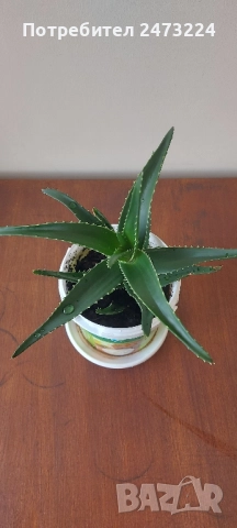 Алоета различни големини , снимка 3 - Стайни растения - 51935522