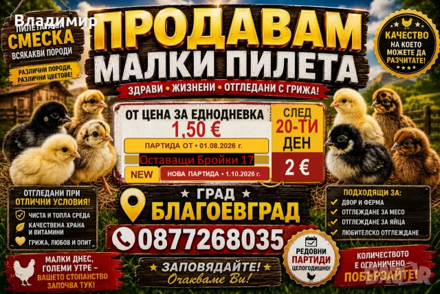 Малки кокошки/пилета